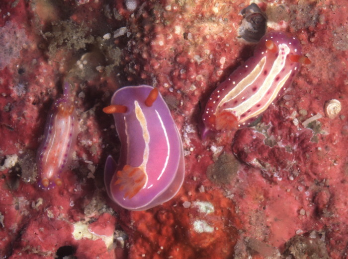 Pectenodoris aurora